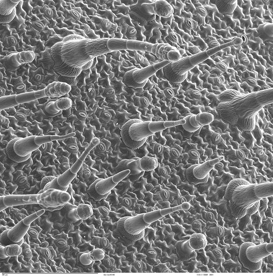 epidermis, full, microscopia electrònica, micrografia electrònica, ciència, ampliació, detalls, porus, biologia, salut i medicina, anatomia, cap gent, microbiologia, marc complet, fons, patró, resum, recerca, primer pla extrem, textura, tecnologia, primer pla, patró natural, naturalesa, complexitat, 1080P