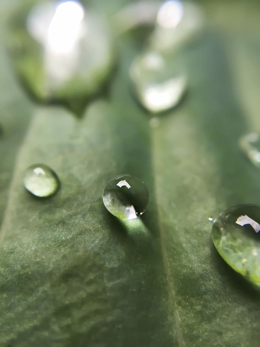 kapky, makro fotografie, vodní rosa, kapička, dešťová kapka, dewdrop, list, rosa, mokré, kapka vody, detailní, pokles, makro, Příroda, voda, zelená barva, selektivní zaměření, detail, nikdo, rostlinné části, celý rám, rostlina, den, krása v přírodě, růst, svěžest, pozadí, vysoký úhel pohledu, venku, listy, čistota, 2K