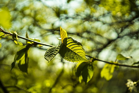 Beech, Leaf, Leaves, Green, Green, Spring, leaves, green, spring, plant, branch, tree, nature, forest, green Color, outdoors, springtime, environment, color Image, day, lush Foliage, summer, close-up, beauty In Nature, no People, sunlight, woodland, selective Focus, freshness, vibrant Color, season, growth, macro, nature Backgrounds, defocused, one animal, animal themes, animals in the wild, plant part, focus on foreground, vulnerability, fragility, tranquility, twig, leaf vein, change, butterfly - insect, natural condition, 5K, CC0, public domain, royalty free