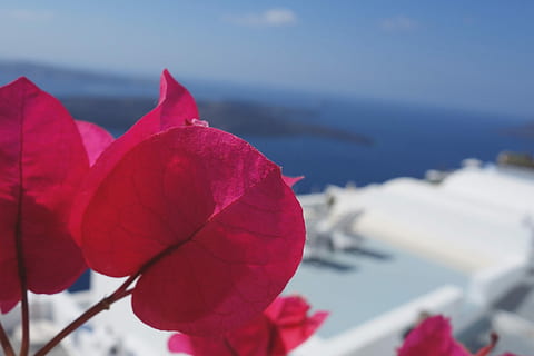 spostare l'immagine dell'obiettivo, rosa, foglia, spostamento della lente, Immagine, natura, cielo, blu, estate, rosso, mare, all'aperto, fiore, bellezza nella natura, pianta, acqua, pianta fiorita, vulnerabilità, freschezza, avvicinamento, fragilità, petalo, concentrarsi sulle conoscenze acquisite, infiorescenza, nessuno, giorno, testa di fiore, 1080P, CC0, dominio pubblico, privo di copyright