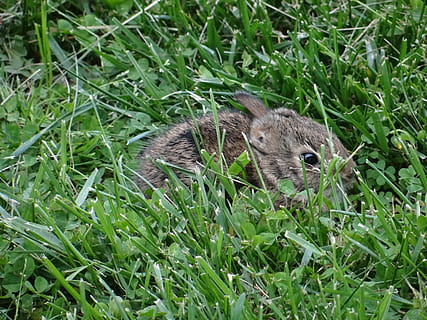 Králíček, králičí, velikonoční, roztomilý, fuzzy, trávník, Příroda, savec, rozkošný, tráva, hlodavec, zvíře, mladý, zvířat, jednoho zvířete, zvířata ve volné přírodě, zelená barva, rostlina, obratlovců, nikdo, den, pole, přistát, růst, venku, detail, krysa, vous, 4K, CC0, veřejná doména, bez autorských práv