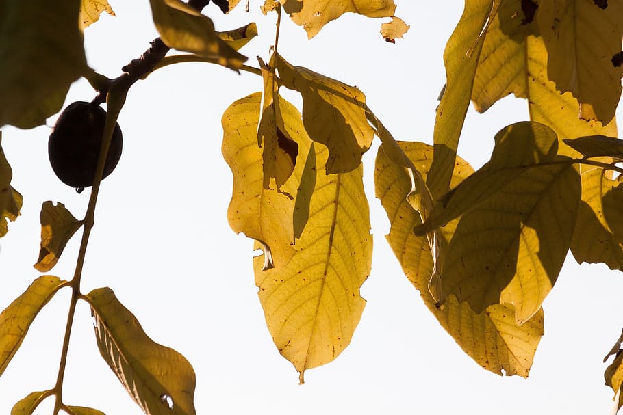 Blatt, Herbst, Walnussbaum, Nussbaum, Herbstlaub, Blätter, Baum, Farben des Herbstes, golden, Sonne, Pflanzenteil, Natur, Ast, Gelb, Pflanze, keine Leute, Flachwinkelansicht, Tag, Himmel, Veränderung, draußen, klarer Himmel, Wachstum, Umgebung, hängend, Nahansicht, natürlicher Zustand, 4K