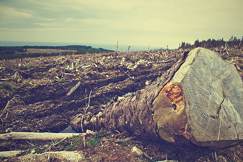 veld-, gesneuvelde, boom, opheldering, verwoesting, omgevallen boom, hemel, natuur, geen mensen, dag, wolk - lucht, land-, rustige scène, landschap, kalmte, milieu, scenics - natuur, schoonheid in de natuur, niet-stedelijke scène, berg-, buitenshuis, fabriek, rots, architectuur, solide, verontreiniging, 2K, CC0, publiek domein, royaltyvrij
