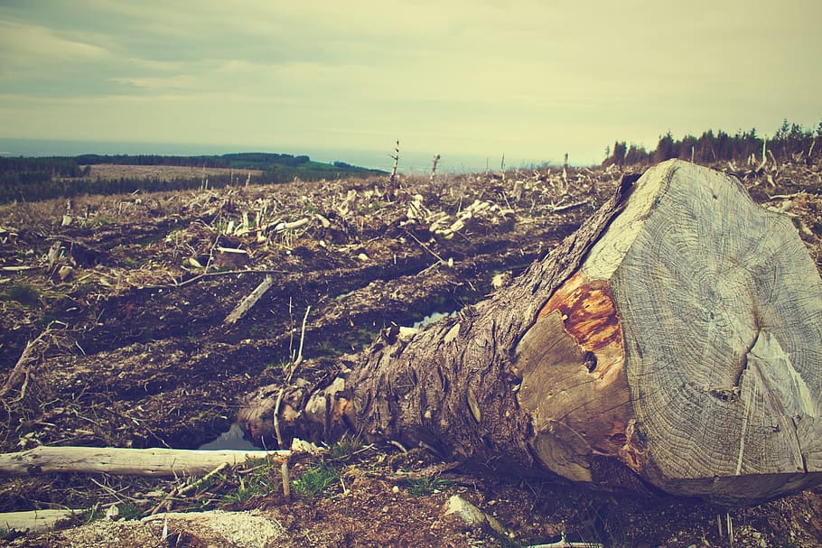 veld-, gesneuvelde, boom, opheldering, verwoesting, omgevallen boom, hemel, natuur, geen mensen, dag, wolk - lucht, land-, rustige scène, landschap, kalmte, milieu, scenics - natuur, schoonheid in de natuur, niet-stedelijke scène, berg-, buitenshuis, fabriek, rots, architectuur, solide, verontreiniging, 2K