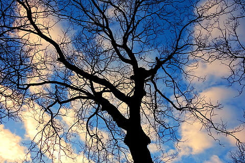 albero, cima dell'albero, rami, albero nudo, contorto, nodoso, silhouette, cieli blu, nuvole rosa, autunno, ramo, cielo, Inquadratura dal basso, pianta, nuvola - cielo, tronco d'albero, tronco, nessuno, natura, la tranquillità, bellezza nella natura, giorno, all'aperto, scenics - natura, luce del sole, crescita, sfondi, pianta morta, baldacchino di albero, 4K, CC0, dominio pubblico, privo di copyright