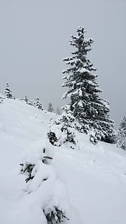 la neve, inverno, alpino, freddo, bianca, montagne, Austria, Zillertal, Nuova Zelanda, tirolo, panorama, sci fuori pista, giorno da sogno, nevicato, paesaggio innevato, invernale, nevoso, sogno invernale, natura, magia invernale, giro, neve polverosa, snowboard, sciare, neve alta, nevicata, esplosione invernale, vertice, polvere, paesaggio, fuori dalle piste, backcountry, temperatura fredda, albero, pianta, bellezza nella natura, copertura, giorno, la tranquillità, Colore bianco, scenics - natura, scena tranquilla, cielo, terra, nessuno, montagna, ambiente, campo, all'aperto, Pino, albero di conifere, montagna innevata, 4K, CC0, dominio pubblico, privo di copyright