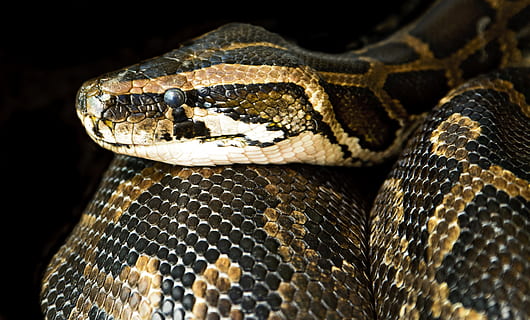 fotografie, negru, maro, şarpe, mușchi constrictor, închide, Pericol, șarpele boa, aluneca, scară, târâtoare, sufoca, animale tematice, animal, un animal, animale sălbatice, partea corpului animalului, animale vertebrate, animale în sălbăticie, pe scara animalelor, a închide, nici o persoana, cap de animal, modelul natural, natură, marcarea animalelor, otrăvitor, semn de avertizare, comunicare, ghemuit, grădină zoologică, ochi de animale, în aer liber, limba limbii, Fundal negru, pădure tropicală, 5K, CC0, domeniu public, fără drepturi de autor