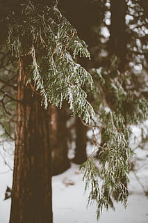 Ondiep, focus fotografie, groen, bomen, winter, boom, groene den, dennenbomen, dag, pijnboom, sneeuw, dennenboom, natuur, Bos, tak, vorst, koude temperatuur, buitenshuis, seizoen, ijs-, bevroren, bos-, wit, fabriek, focus op de voorgrond, groei, geen mensen, romp, boomstam, kalmte, schoonheid in de natuur, land-, detailopname, korstmos, naaldboom, 5K, CC0, publiek domein, royaltyvrij