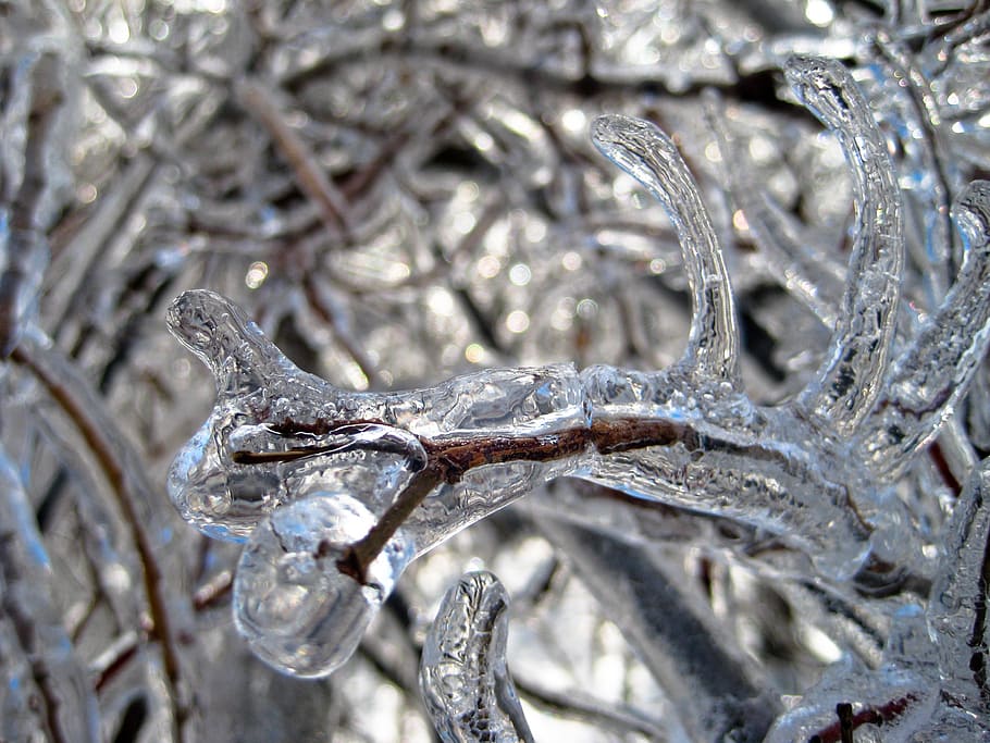 is, træer, vinter, sne, kold, pift, slud, planter, skade, frost, natur, koldtemperatur, tæt på, ingen mennesker, dyre temaer, dyr, kold temperatur, dyr i naturen, Frosset, dyreliv, dag, fokus på forgrunden, et dyr, vand, selektiv fokusering, træ, udendørs, sølvfarvet, istap, 2K