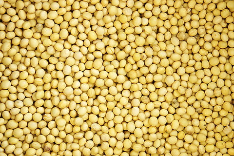 pila, groc, llavors, mongeta, patró, textura, naturalesa, gra, Agricultura, cultiu, menjar, fons, orgànic, primer pla, aliments crus, alimentació saludable, abundància, gran grup d'objectes, menjar i beguda, marc complet, benestar, frescor, cap gent, natura morta, a la venda, mercat, vegetals, vista d’angle alt, Color blanc, Paradeta, directament a sobre, repetició, família de llegums, 4K, CC0, domini públic, lliure de regalies