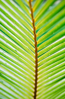 zelená, lineární, listová rostlina, detailní, fotografie, list, ast, struktura, zanechat, opustit, dlaň, rostlinné části, zelená barva, palma, růst, detail, rostlina, nikdo, Příroda, krása v přírodě, palmový list, přírodní vzor, tropické klima, den, vějířovitý, vzor, selektivní zaměření, strom, venku, pozadí, listy, 2K, CC0, veřejná doména, bez autorských práv