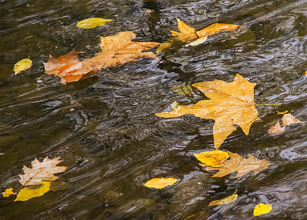 fiume, movimento, lenzuola, acqua, autunno, parco, diapositiva, torrente, lungomare, natura, nessuno, vista dall'alto, giallo, giorno, foglia, lago, parte vegetale, all'aperto, increspato, gruppo di animali, vertebrato, le foglie, bellezza nella natura, acqua corrente, modificare, 1080P, CC0, dominio pubblico, privo di copyright
