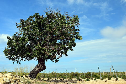 arbre, morera, vell, arbre vell, naturalesa, fusta, nodrit, tribu, tardor, solitari, sec, karg, caixa de vi, cel, núvols, mediterrani, Sicília, paisatge, bonic, ampli, horitzó, corona, verd, Itàlia, planta, creixement, núvol - cel, bellesa a la natura, cap gent, dia, tranquil·litat, color verd, escena tranquil·la, a l'aire lliure, escenics - natura, terra, llum solar, camp, branca, arbre fruiter, blau, 5K, CC0, domini públic, lliure de regalies