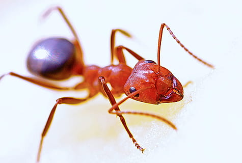 fire ant, close-up photography, ant, macro, insect, red, nature, antenna, animal, wildlife, small, worker, bug, jaw, animal themes, animal wildlife, invertebrate, one animal, animals in the wild, close-up, animal body part, no people, animal antenna, magnification, beetle, extreme close-up, focus on foreground, animal leg, animal eye, 2K, CC0, public domain, royalty free
