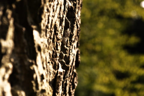 abbaiare, albero, vicino, natura, ceppo, struttura, quercia, foresta, tribù, legna, Marrone, vecchia quercia, tronco d'albero, tronco, avvicinamento, nessuno, pianta, concentrarsi sulle conoscenze acquisite, luce del sole, all'aperto, messa a fuoco selettiva, giorno, terra, ambiente, bellezza nella natura, crescita, paesaggio, corteccia vegetale, bosco, 4K, CC0, dominio pubblico, privo di copyright