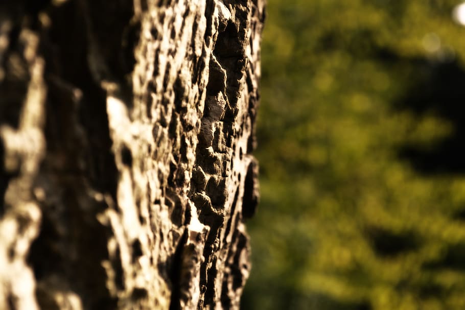 abbaiare, albero, vicino, natura, ceppo, struttura, quercia, foresta, tribù, legna, Marrone, vecchia quercia, tronco d'albero, tronco, avvicinamento, nessuno, pianta, concentrarsi sulle conoscenze acquisite, luce del sole, all'aperto, messa a fuoco selettiva, giorno, terra, ambiente, bellezza nella natura, crescita, paesaggio, corteccia vegetale, bosco, 4K
