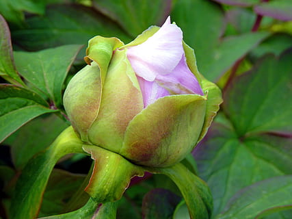 blomst, knapp, peon, rosa, vår, grønn farge, ingen folk, blad, natur, friskhet, skjønnhet i naturen, vekst, nærbilde, anlegg, blomstrende plante, skjørhet, sårbarhet, plante del, petal, rosa farge, inflorescence, dag, fokusere på forgrunnen, blomsterhodet, utendørs, sepal, lilla, 4K, CC0, offentlig domene, opphavsrett gratis