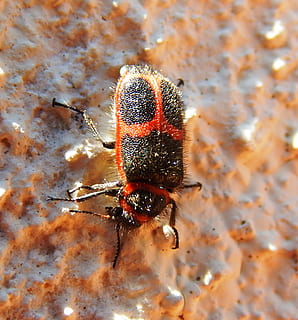 Käfer, Insekt, Flügel, Antennen, Insekt, Flügel, rot, Gliederfüßer, Tier, ein Tier, Tiere in freier Wildbahn, Tierthemen, Tierwelt, keine Leute, wirbellos, Nahansicht, Natur, Tag, draußen, Zoologie, Biene, selektiver Fokus, in voller Länge, High Angle View, Hummel, 1080P, CC0, gemeinfrei, lizenzfrei