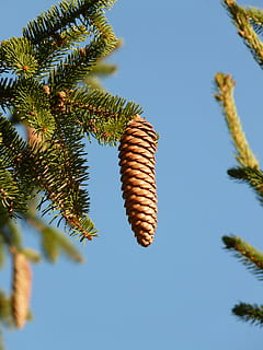 pinjekegler, hanen, træ, nåletræ, fælles gran, picea abies, rød gran, gran, Picea, lav vinkel visning, himmel, ingen mennesker, fyrretræ, mad og drikke, plante, vækst, skyfri himmel, natur, dag, grankogle, fokus på forgrunden, skønhed i naturen, afdeling, udendørs, blå, sollys, tæt på, ro, nål - plante del, 2K, CC0, offentligt domæne, royaltyfrie