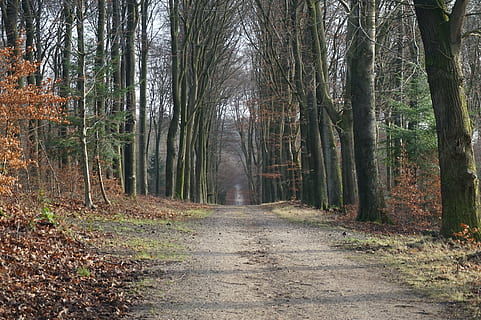 bosc, arbres, camí forestal, arbre, hivern, Camí, naturalesa, senderisme, a l'aire lliure, aire exterior, avinguda, llum, parc, parcs, direcció, el camí a seguir, terra, planta, tranquil·litat, creixement, escena tranquil·la, escena no urbana, tronc de l'arbre, tronc, dia, bellesa a la natura, sendera, carretera, cap gent, perspectiva decreixent, treelined, 5K, CC0, domini públic, lliure de regalies