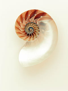 avvicinamento, foto, beige, bianca, conchiglia, nautilo, bagliore, argento, madreperla, lucidare, Linee, curve, splendere, mare, taglio dorato, girato in studio, gemma preziosa, nessuno, in casa, freschezza, testa di fiore, giorno, sfondo bianco, singolo oggetto, natura morta, guscio di animale, bellezza nella natura, animale, modello, natura, direttamente sopra, fauna selvatica, spirale, ritagliare, cibo e bevande, fiore, marino, 2K, CC0, dominio pubblico, privo di copyright