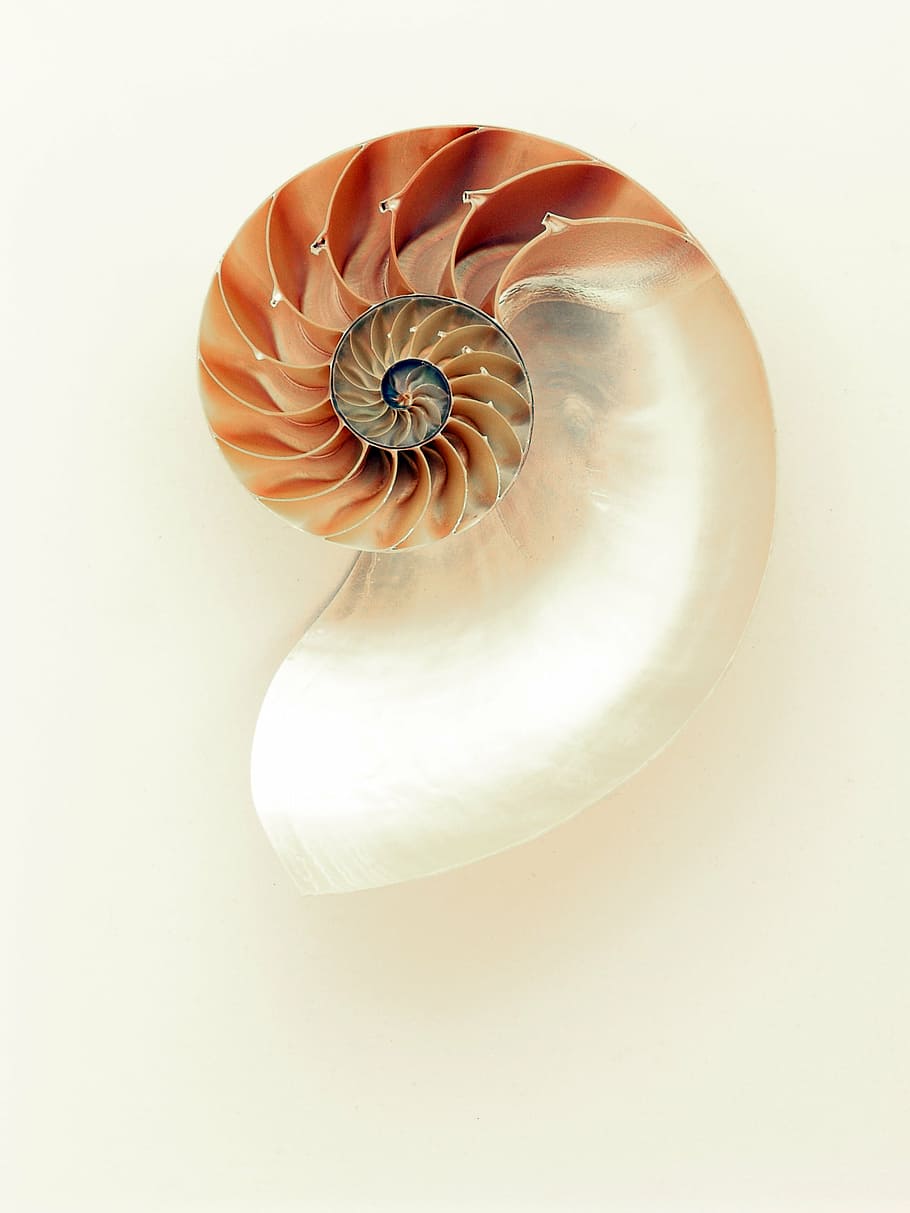 primer pla, foto, beix, blanc, petxina de mar, nautilus, shell, brillar, plata, mare de perla, brillantor, línies, corbes, brilli, mar, tall daurat, tir de l'estudi, joia preciosa, cap gent, a l'interior, frescor, cap de flor, dia, fons blanc, sol objecte, natura morta, closca d’animals, bellesa a la natura, animal, patró, naturalesa, directament a sobre, fauna animal, espiral, tallar, menjar i beguda, flor, marí, 2K