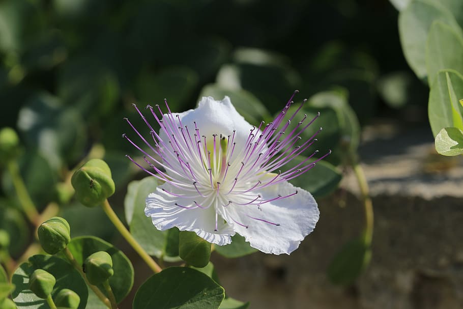 flor, Tàner, flors, pètal, fragilitat, cap de flor, creixement, naturalesa, planta amb flors, vulnerabilitat, planta, bellesa a la natura, frescor, primer pla, inflorescència, porpra, centrar-se en primer pla, pol·len, part de la planta, cap gent, full, botànica, a l'aire lliure, primavera, suavitat, 5K