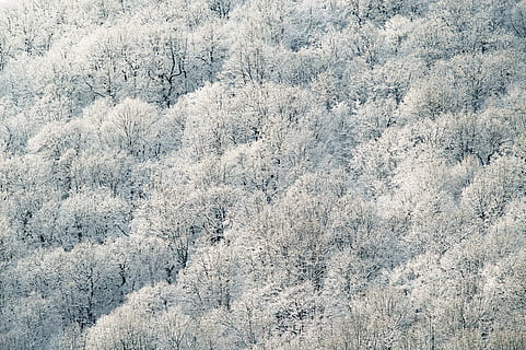 antenne, fotografering, hvid, bladede, træer, antenne-view, Skov, blade, træ, sne, mønster, vinter, natur, frost, koldtemperatur, sæson, Frosset, is, vejr, udendørs, blå, baggrunde, scenics, dag, landskab, ingen mennesker, fuld ramme, tekstureret, plante, ro, jord, skønhed i naturen, kold temperatur, rolig scene, vækst, scenics - natur, hvid farve, ikke-urbane scene, nåletræ, fyrretræ, sner, fyrreskov, 5K, CC0, offentligt domæne, royaltyfrie