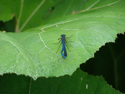 Libelle, Insekt, Makro, Insektenmakro, Blau, Fluginsekt, Pflanzenteil, Blatt, wirbellos, grüne Farbe, Tiere in freier Wildbahn, ein Tier, Nahansicht, Tierwelt, Tier, Tierthemen, Tag, Pflanze, Natur, Tierflügel, keine Leute, Wachstum, Damselfly, Fokus auf den Vordergrund, draußen, 2K, CC0, gemeinfrei, lizenzfrei