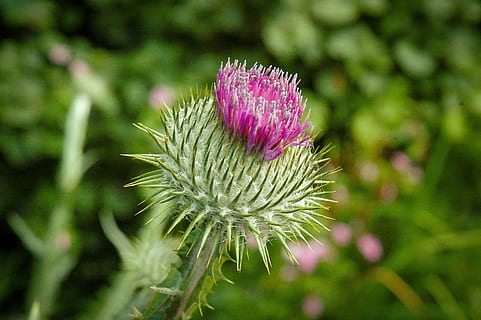 thistle, bunga, ungu, menanam, hijau, flora, taman, warna merah jambu, tidak ada orang, tanaman berbunga, keindahan di alam, kesegaran, pertumbuhan, merapatkan, fokus pada latar depan, kerentanan, kerapuhan, alam, warna hijau, hal berkembang, hari, kepala bunga, di luar rumah, pohon jenis konifera, sepal, 2K, CC0, domain publik, bebas royalti