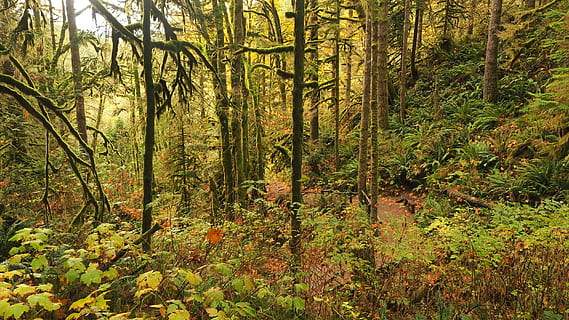 bosc verd, la llum del dia, medi ambient, bosc, verd, creixement, paisatge, fulles, naturalesa, a l'aire lliure, parc, selva tropical, escènic, arbres, vegetació, desert, boscos, planta, terra, arbre, bellesa a la natura, tranquil·litat, escena tranquil·la, escenics - natura, color verd, cap gent, tronc de l'arbre, escena no urbana, dia, tronc, exuberant fullatge, fullatge, llum solar, arbre de coníferes, 2K, CC0, domini públic, lliure de regalies