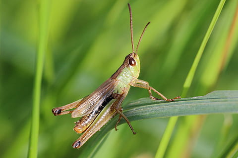 saltamontes, insecto, cerrar, macro, naturaleza, animal, langosta, fauna silvestre, de cerca, hoja, Grillo, invertebrado, temas de animales, fauna animal, un animal, animales en la naturaleza, planta, color verde, centrarse en primer plano, día, nadie, parte de la planta, parte del cuerpo del animal, al aire libre, longitud total, 5K, CC0, dominio público, libre de derechos