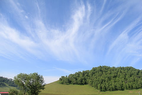 Wiesen, Weisse Wolke, klarer Himmel, Wolkenansicht, Luft, Tag, Sommer-, gutes Wetter, Pflanze, Baum, Himmel, wolke - himmel, Schönheit in der Natur, Szenen - Natur, grüne Farbe, ruhige Szene, Natur, keine Leute, Ruhe, Umgebung, Wachstum, Nicht-städtische Szene, Blau, Landschaft, Land, Wald, draußen, 5K, CC0, gemeinfrei, lizenzfrei
