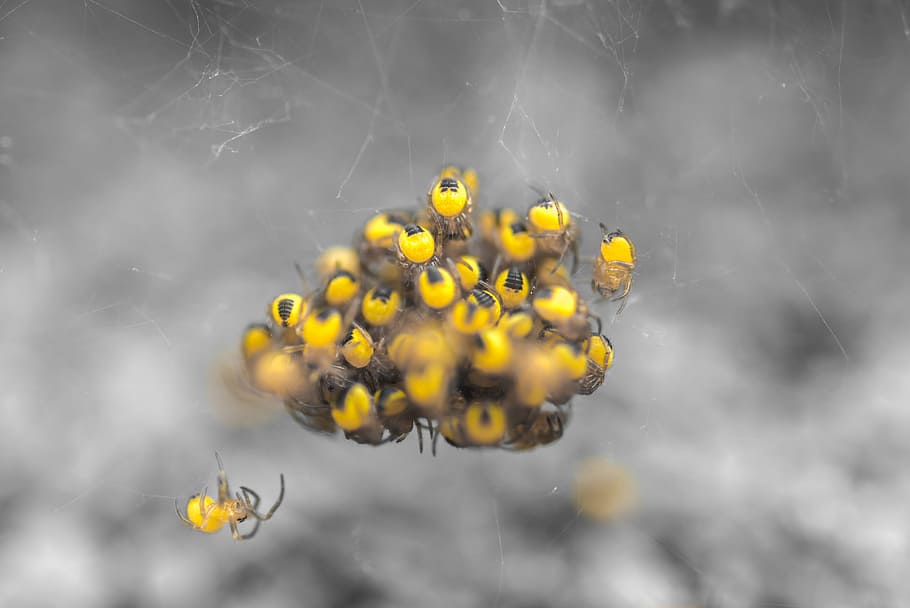 aranya, nadons, grup, cluster, web, por, fantasmal, animal, insecte, groc, macro, error, aràcnids, horror, naturalesa, flor, planta, creixement, a l'aire lliure, vulnerabilitat, fragilitat, frescor, planta amb flors, bellesa a la natura, primer pla, cap gent, cap de flor, dia, inflorescència, pètal, enfocament selectiu, centrar-se en primer pla, pol·len, 2K