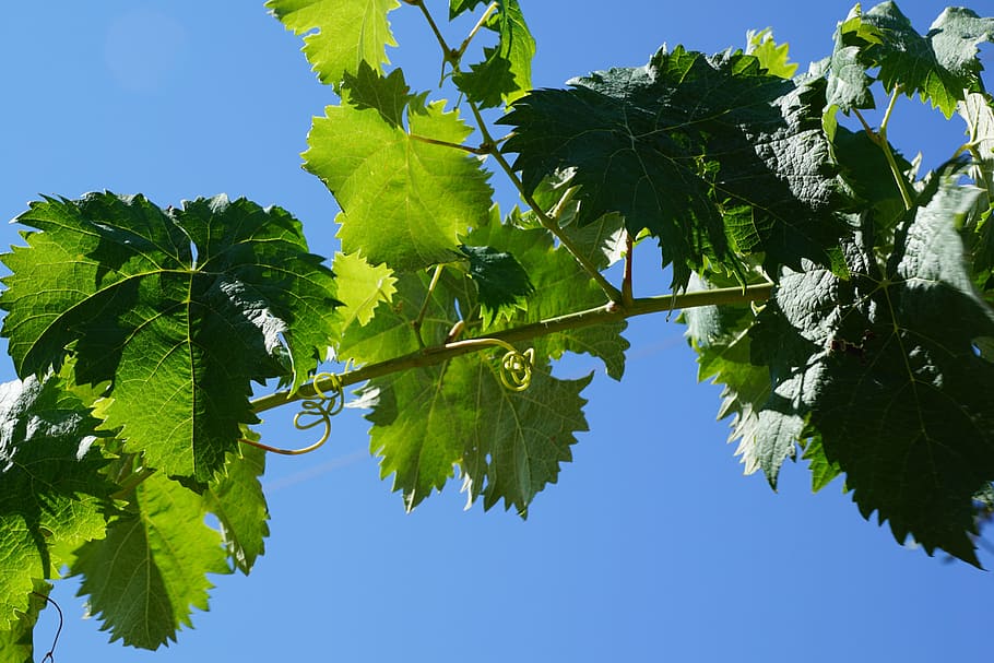 raïm, arbre, vi, varietat, cel, blau, verd, estiu, tardor, collita, èxit, gènere, dependència, alcohol, problema, full, espanya, Itàlia, Alemanya, Toscana, regió, primavera, aroma, perfum, substància activa, cosmètics, spa, bellesa, bonic, cel·lular, Dia de les dones, Pasqua, Pentecosta, jardí, parc, relaxació, regal, sorpresa, planta, part de la planta, color verd, creixement, vista d’angle baix, naturalesa, llum solar, cel clar, branca, cap gent, dia, bellesa a la natura, frescor, a l'aire lliure, fruita, menjar i beguda, directament a sota, 5K