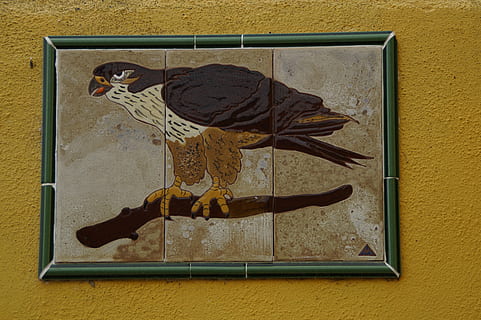 buzzard, paukštis, vaizdą, raptorius, plėšrusis paukštis, gyvūnas, bendras buzzardas, plytelės, sienų kūrimo funkcija, nėra žmonių, dieną, geltona, tiesiogiai virš, lauke, atstovavimas, kūrybiškumas, langas, menas ir amatai, pobūdį, gyvūnų temos, pastatyta struktūra, šešėlis, Iš arti, vienas gyvūnas, gyvūnų atstovavimas, aukšto kampo vaizdas, 5K, CC0, Viešasis domenas, nemokamai