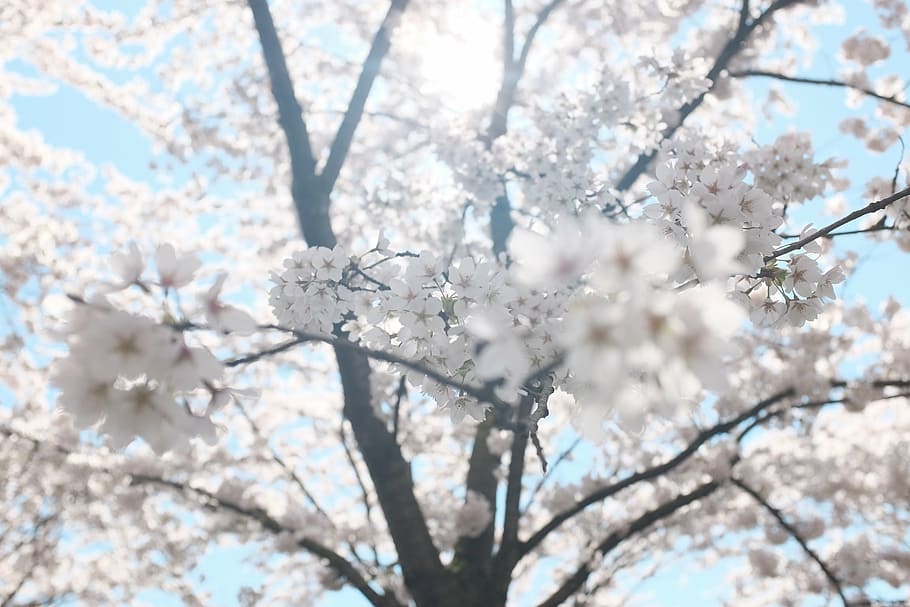 cirera, flor, arbre, baix, fotografia d'angle, blanc, petaled, floració, flors, arbres, branques, sol, llum solar, estiu, naturalesa, branca, bellesa a la natura, Color blanc, hivern, primavera, vista d’angle baix, temperatura de fred, planta amb flors, fragilitat, vulnerabilitat, planta, creixement, frescor, dia, flor de cirerer, cap gent, cirerer, primer pla, a l'aire lliure, cap de flor, 1080P