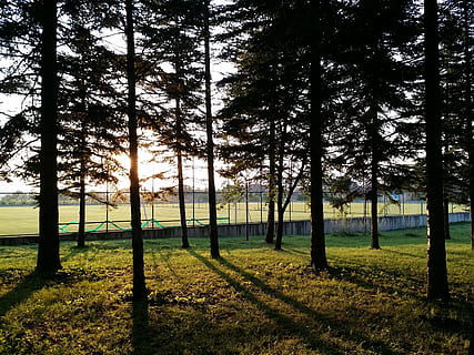 albero, foresta, natura, luce, solare, tramonto, pianta, la tranquillità, scena tranquilla, terra, bellezza nella natura, erba, crescita, tronco, tronco d'albero, scenics - natura, paesaggio, cielo, nessuno, campo, scena non urbana, ambiente, giorno, idilliaco, all'aperto, 2K, CC0, dominio pubblico, privo di copyright