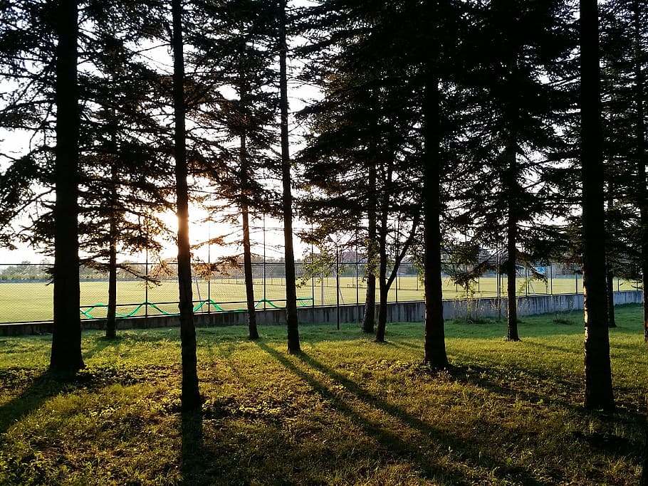albero, foresta, natura, luce, solare, tramonto, pianta, la tranquillità, scena tranquilla, terra, bellezza nella natura, erba, crescita, tronco, tronco d'albero, scenics - natura, paesaggio, cielo, nessuno, campo, scena non urbana, ambiente, giorno, idilliaco, all'aperto, 2K
