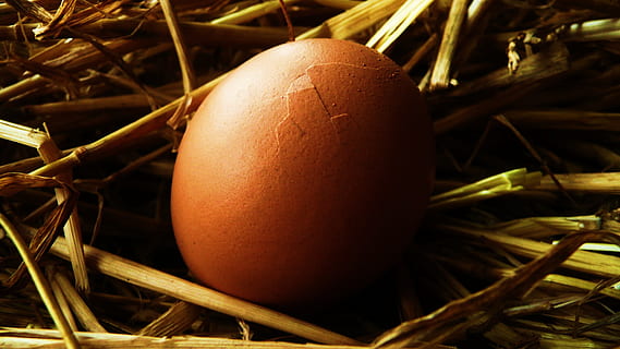 Egg, Straw, Background, Nature, Eggshell, food, life, macro, celebration, close-up, christmas, no people, indoors, day, food and drink, animal egg, brown, holiday, beginnings, plant, fragility, animal nest, easter, vulnerability, easter egg, healthy eating, outdoors, 2K, CC0, public domain, royalty free
