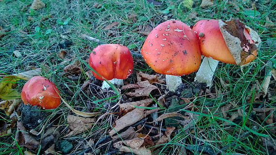 matrioska, tossico, natura, foresta, rosso, macchiato, fungo di agarico rosso, foresta d'autunno, cibo, verdura, crescita, fungo, pianta, terra, campo, cibo e bevande, nessuno, giorno, avvicinamento, fungo di agarico, bellezza nella natura, freschezza, erba, fungo velenoso, vista dall'alto, all'aperto, 2K, CC0, dominio pubblico, privo di copyright