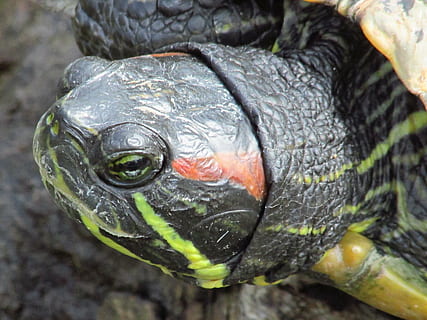 turtle, macro, zoo, eye, one animal, animal, animal themes, close-up, vertebrate, animals in the wild, animal wildlife, animal body part, reptile, animal head, no people, day, tortoise, focus on foreground, nature, outdoors, fish, animal shell, portrait, animal scale, animal eye, marine, animal neck, animal mouth, 4K, CC0, public domain, royalty free