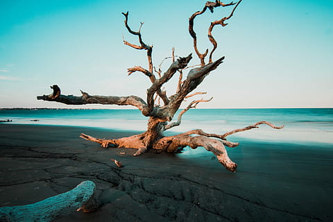 drijfhout, grijs, strandzand, bruin, dreef, hout, kust, water, zee, hemel, boom, natuur, land-, horizon over water, scenics - natuur, horizon, schoonheid in de natuur, dode plant, kalmte, tak, strand, dag, kale boom, rustige scène, geen mensen, buitenshuis, 5K, CC0, publiek domein, royaltyvrij