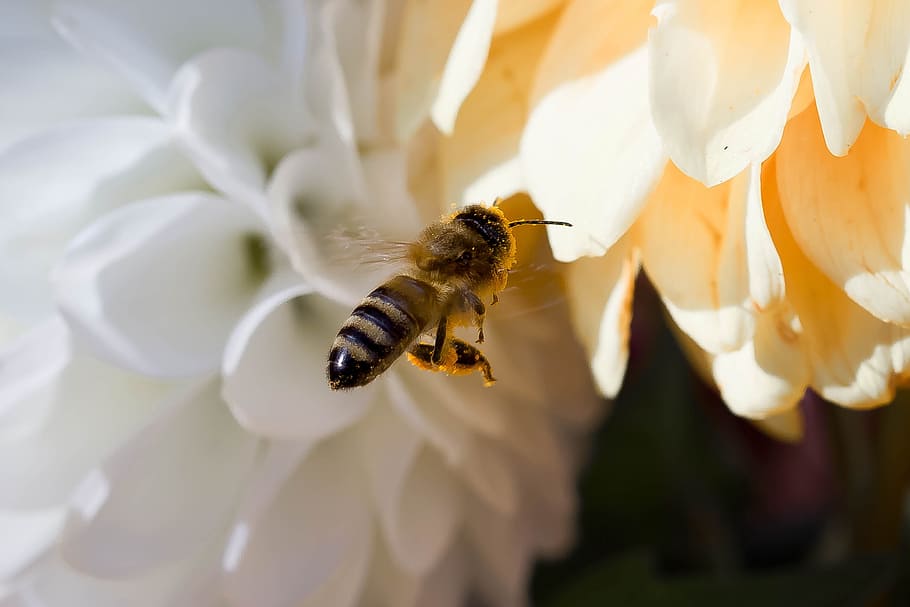 fotografia ravvicinata, ape mellifica che si appollaia, bianca, fiore petalo, volo al passaggio del mouse, insetto, animale, volare, nebbia ape, sull'approccio, fiori, natura, nettare, foraggiamento, fiore, dalie, temi animali, invertebrato, fauna selvatica, animali allo stato selvatico, ape, un animale, pianta fiorita, petalo, avvicinamento, bellezza nella natura, fragilità, testa di fiore, pianta, vulnerabilità, freschezza, impollinazione, crescita, nessuno, polline, bombo, primavera, 2K