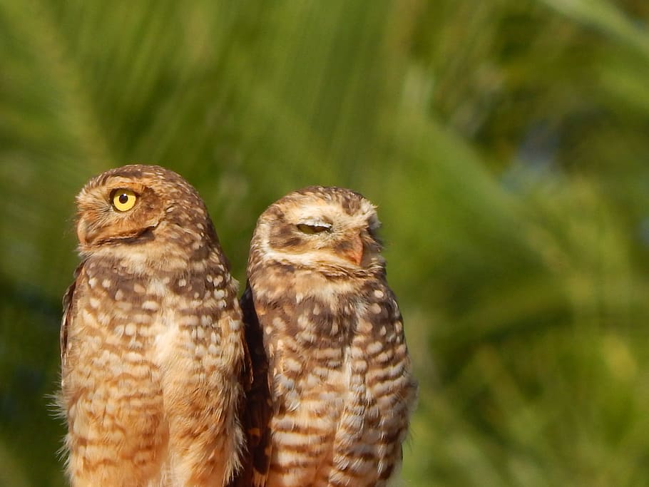 gufo burrowing, uccello, gufo, fauna selvatica, animali allo stato selvatico, giorno, natura, temi animali, animale, uccello rapace, vertebrato, concentrarsi sulle conoscenze acquisite, nessuno, un animale, avvicinamento, all'aperto, albero, pianta, ritratto, 4K