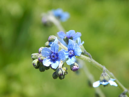 Blumen, wild, klein, himmlisch, Blume, blühende Pflanze, Pflanze, Verletzlichkeit, Zerbrechlichkeit, Schönheit in der Natur, Frische, Wachstum, Nahansicht, lila, Blütenblatt, Blütenkopf, Natur, Blütenstand, Fokus auf den Vordergrund, keine Leute, Tag, selektiver Fokus, Blau, Botanik, draußen, Frühling, Blumenstrauß, 4K, CC0, gemeinfrei, lizenzfrei