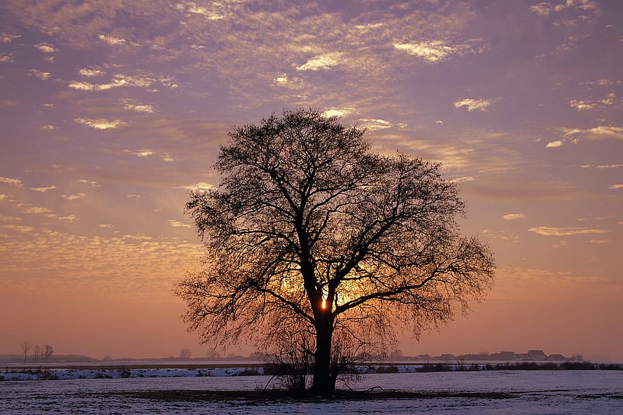 zwarte verdorde boom, boom, eenzaam, zonsondergang, winter, kleuren, sneeuw, schemering, het silhouet, dorp, velden, landschap, eenzaamheid, oude leeftijd, natuur, romantisch, Konary, kale boom, koude temperatuur, Vakantiebestemmingen, tak, hemel, schoonheid in de natuur, wolk - lucht, kalmte, fabriek, scenics - natuur, milieu, rustige scène, land-, water, horizon, geen mensen, buitenshuis, romantische hemel, 5K