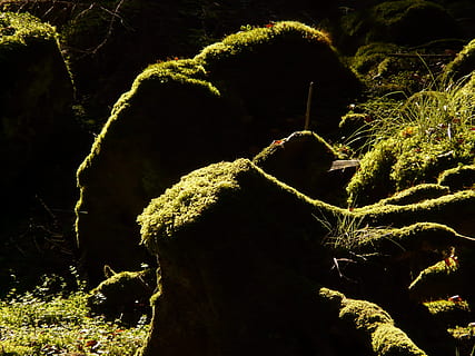 registre, arrel, bosc, arbre, molsa, llum, arbre, molsa, ombra, infern, fosc, verd, bemoost, naturalesa, a l'aire lliure, cap gent, primer pla, temes d'animals, dia, planta, creixement, color verd, bellesa a la natura, llum solar, tranquil·litat, frescor, part de la planta, full, terra, tronc, planta suculenta, branca, 2K, CC0, domini públic, lliure de regalies
