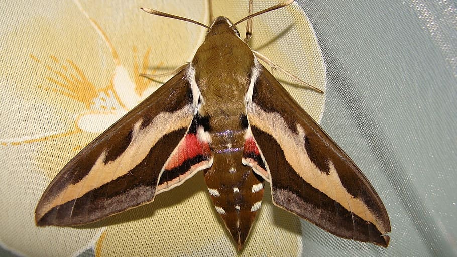 papillon de nuit, papillon, insecte, fermer, la nature, thèmes animaux, animal, la faune des animaux, un animal, personne, animaux à l'état sauvage, vertébré, partie du corps de l'animal, à l'intérieur, aile des animaux, poisson, vue grand angle, pendaison, marques d'animaux, invertébré, empaillage, mer, Marin, échelle animale, 1080P