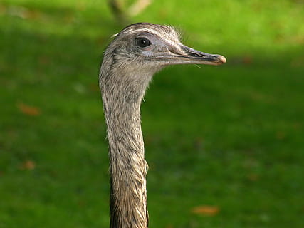 emu, uccello, capo, natura, animale, struzzo, becco, collo animale, piuma, animali allo stato selvatico, testa di animale, all'aperto, un animale, fauna selvatica, temi animali, giorno, parte del corpo animale, vertebrato, avvicinamento, concentrarsi sulle conoscenze acquisite, nessuno, pianta, erba, analizzare, cercare, guardare, vista profilo, occhio animale, 1080P, CC0, dominio pubblico, privo di copyright